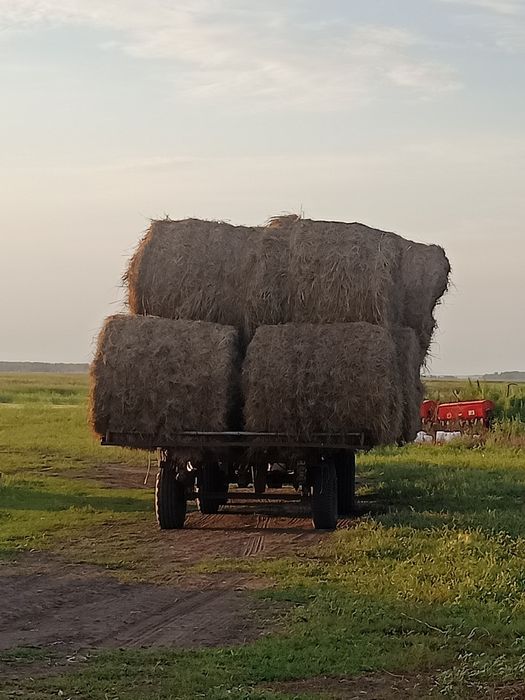 Продам сено 2026
