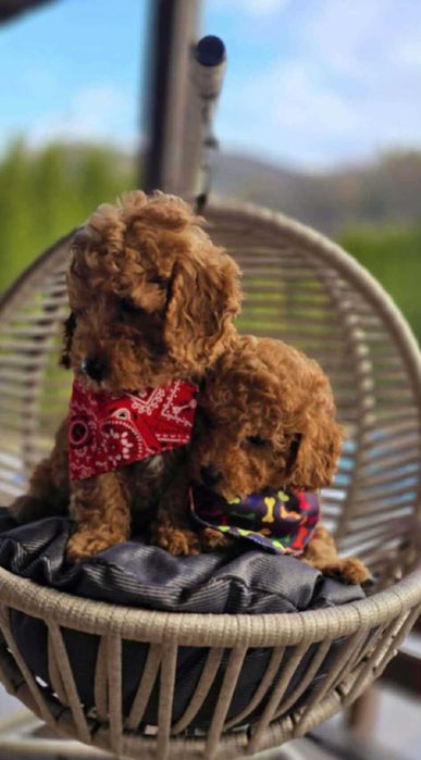 Той пудел , прекрасно момченце