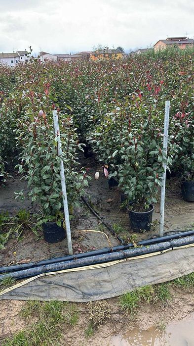 Photinia Gard viu