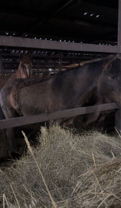 Донен на откорме 3 месяца