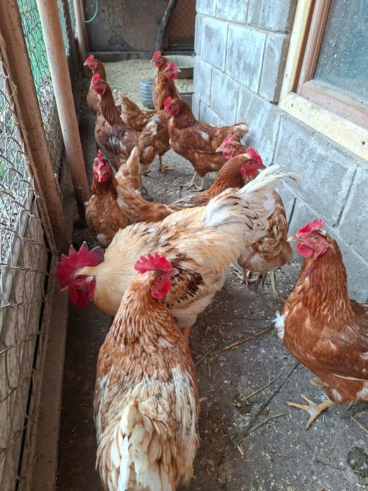 Петух Ломан Браун