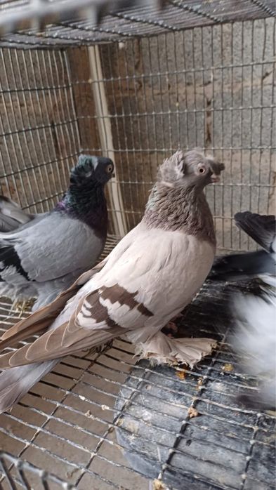 Продам Голубей!!