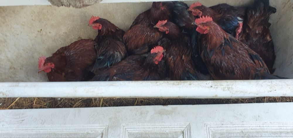 хурозлаар сотилади