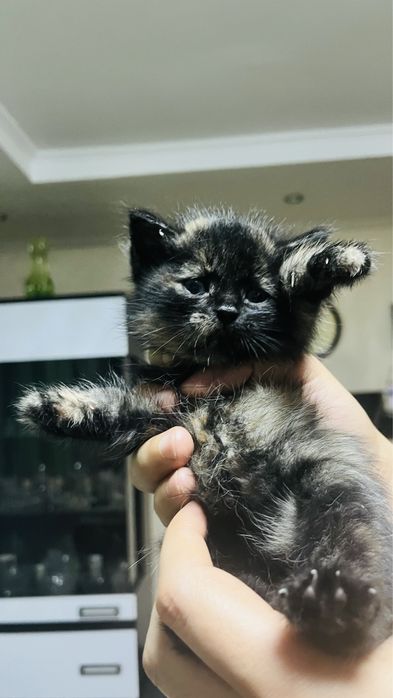 Продаем котят не дорого