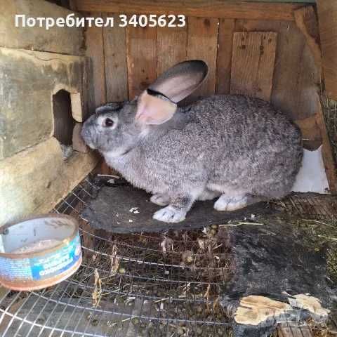 мъжки зайци великани