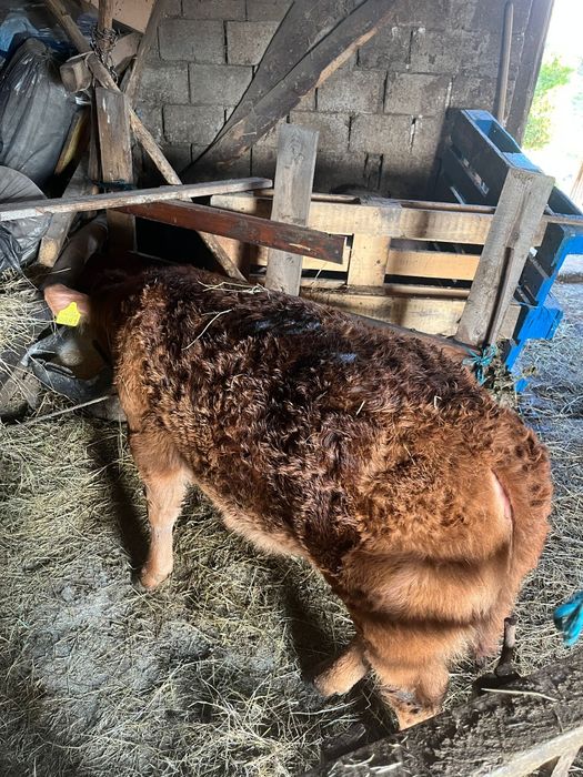 Vând o vițea Limuzin