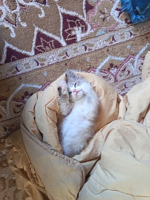 Котенок мальчик умеет ходить в латок