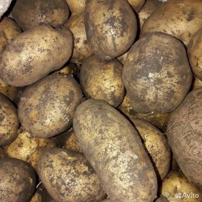 Продам картофель