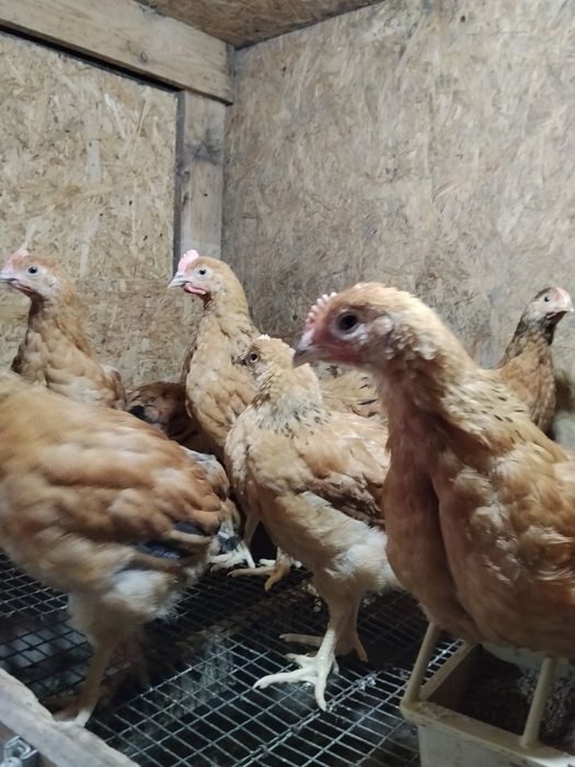 Продам яйцо инкубационное