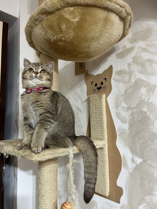 British Shorthair golden fetita 4 luni