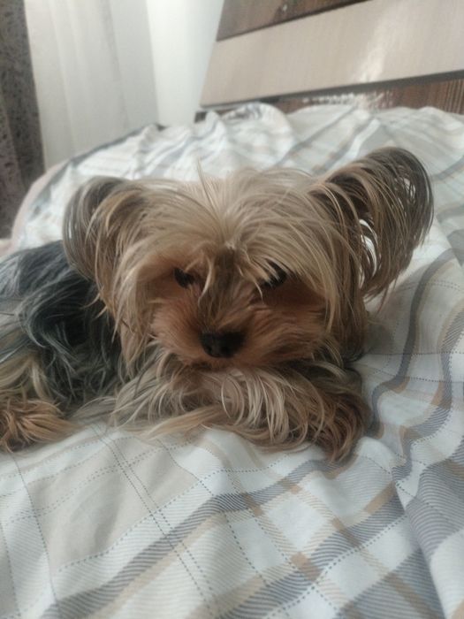 Йоркширский терьер мини мини