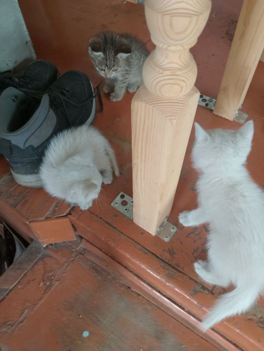 Котята в добрые руки