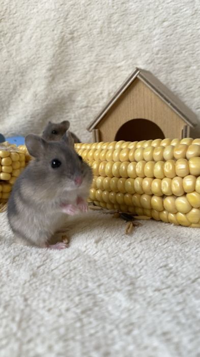 Ручные хомяки клетки корм наполнитель
