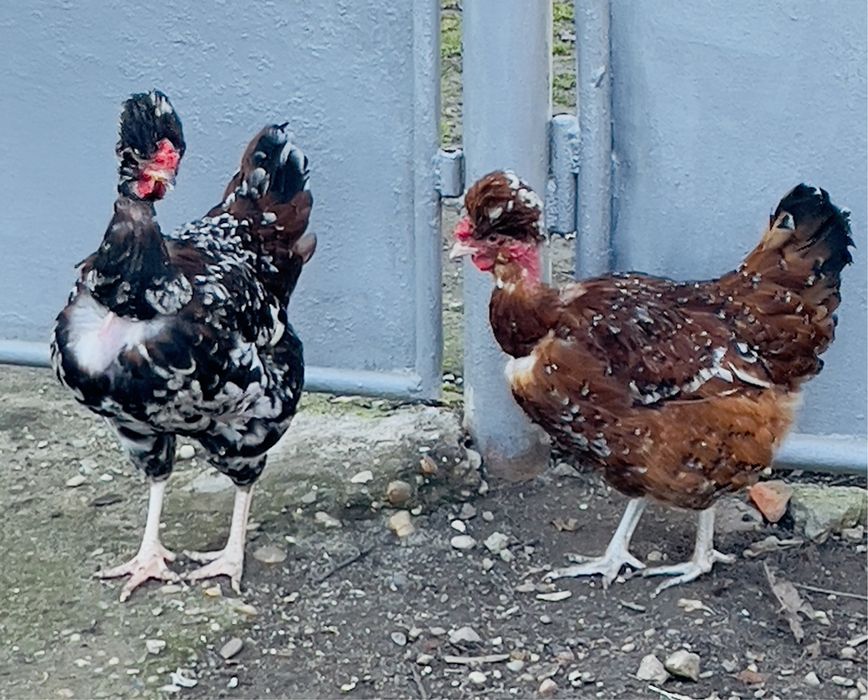 Oua incubat verzi si normale gaini motate golase barboase