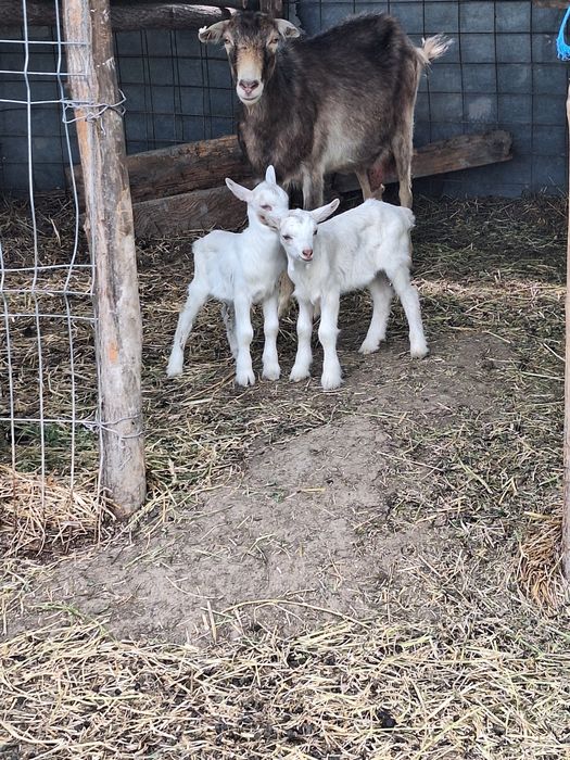 Vând capră bună  de lapte are 2 ani si 2 iezii.