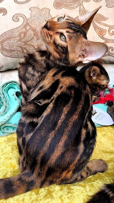 Золотые Девчушки : БЕНГАЛЬСКИЕ