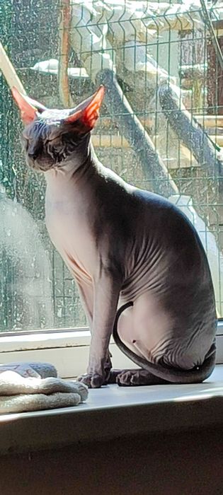 Вязка канадского сфинкса, полностью лысый, серый.