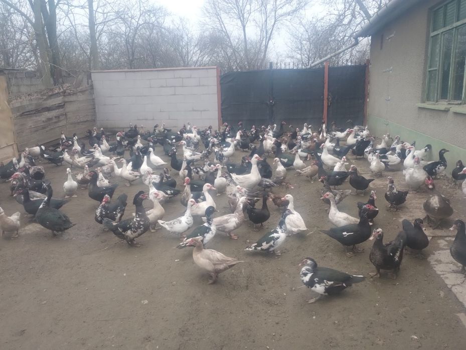 Vand Rate și rățoi