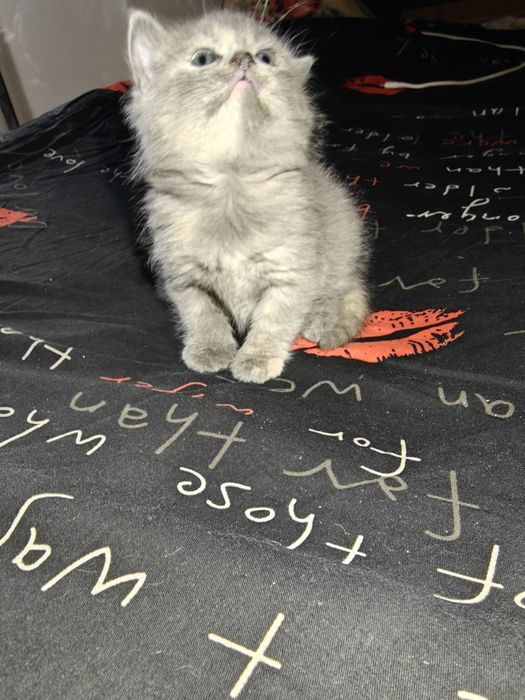 Очаровательный котенок