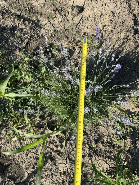 Lavanda tufe anul 3- producator atestat