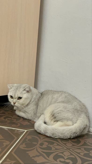 Продаются серебристая шиншилла