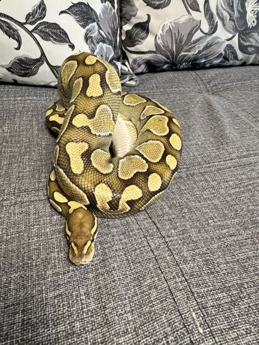 Королевский питон