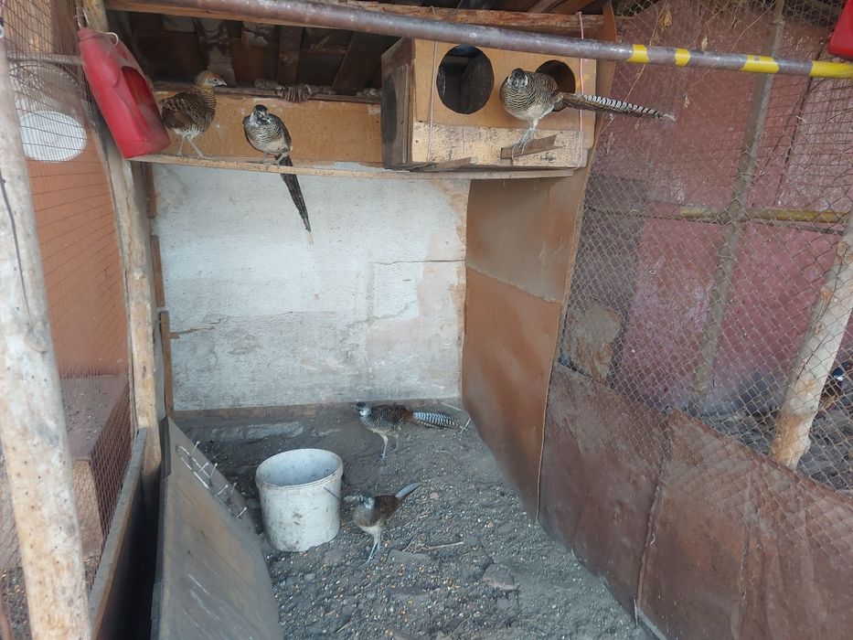 Алмазный молодые самцы