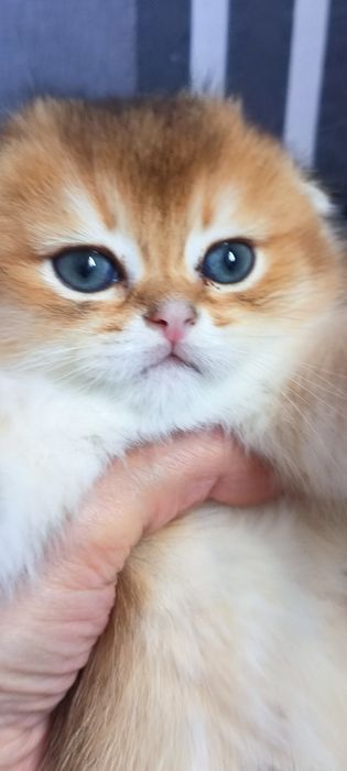 Мальчики фолд,золотая шиншила