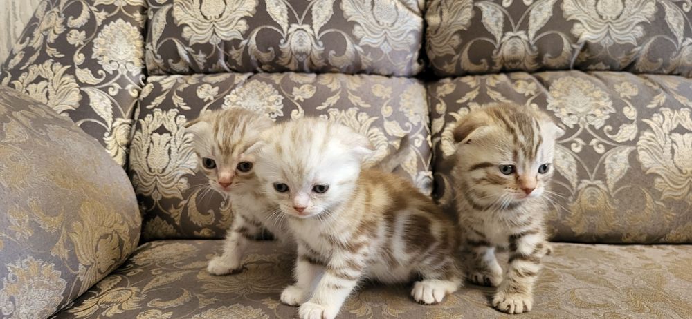 Кот шотландский вязка