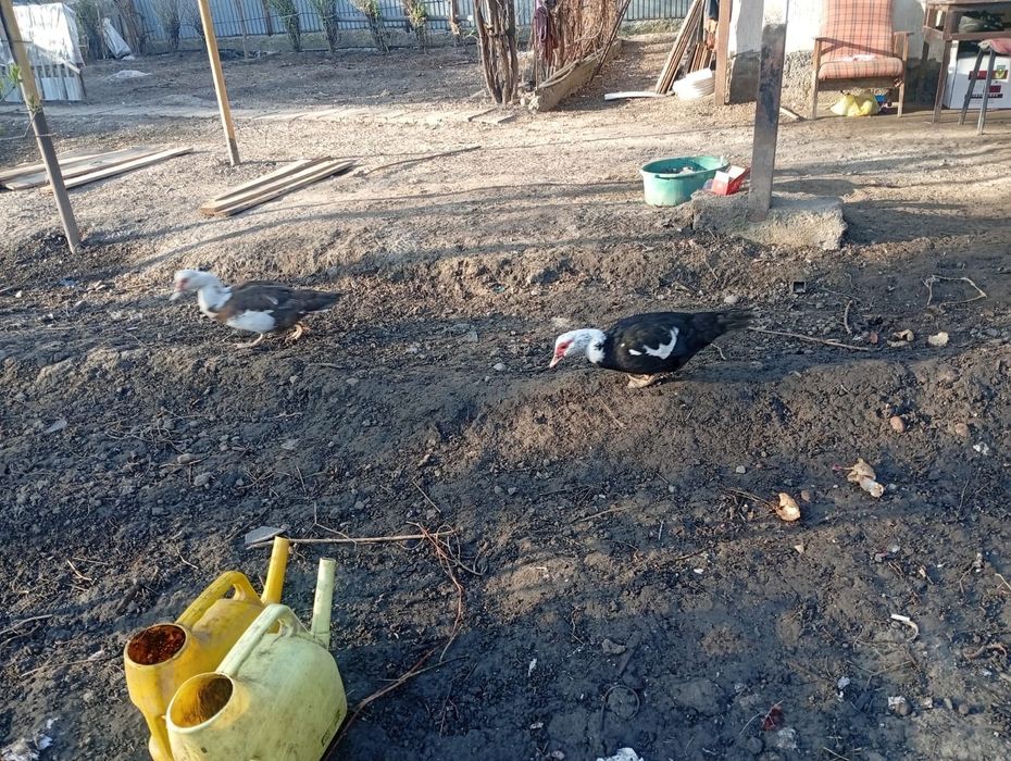 Продам гусей и утки