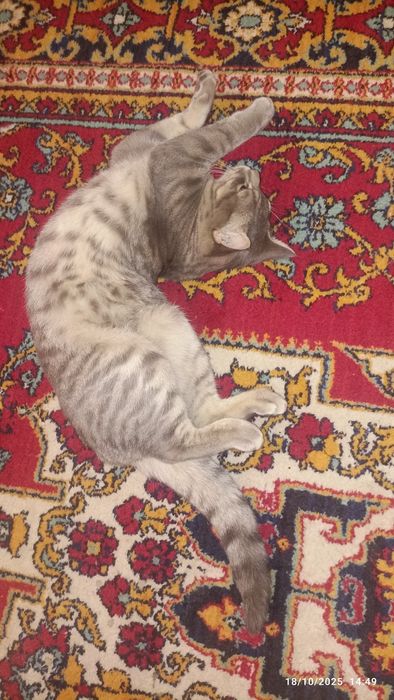 Продам Скоттиш страйт мальчик