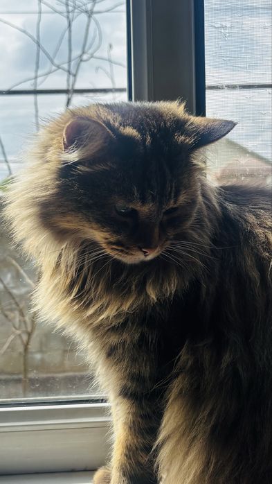 Отдам кота в хорошие руки