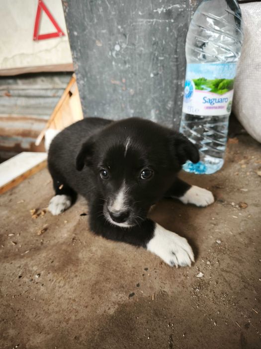 Подаряват се кученца