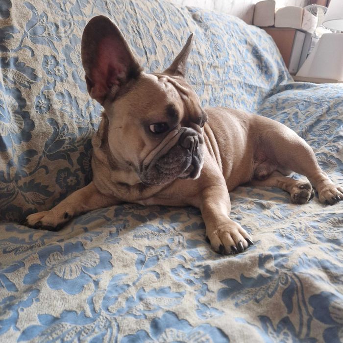 Pet Sitter,catei ,pisici