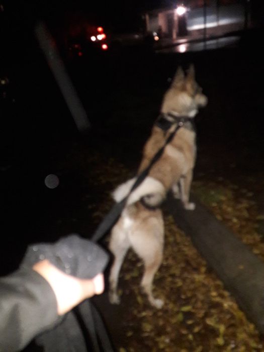 Зсл.Вязка.4года.