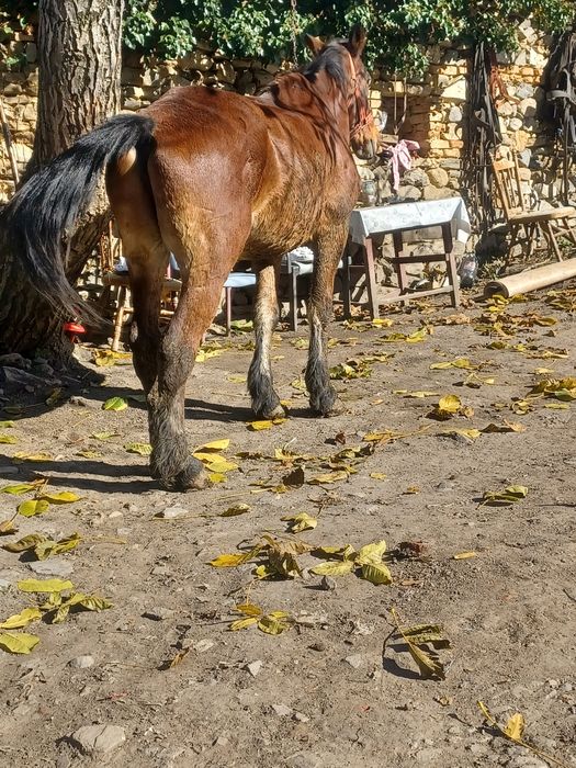 Cal de vînzare foarte cuminte si bun de ham