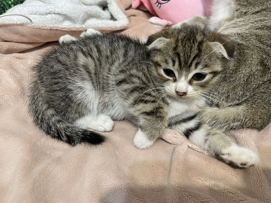 Отдаем котят в добрые руки