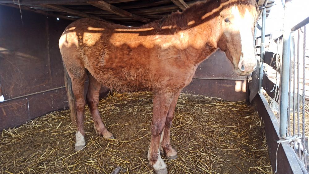 Жеребец, возраст 2,10,полутяж
