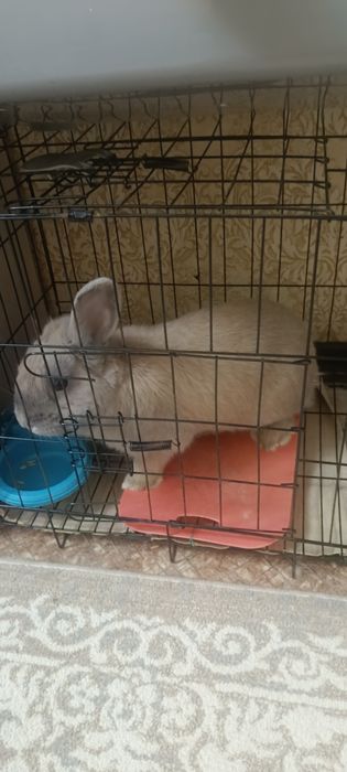 Продам декоративного кролика