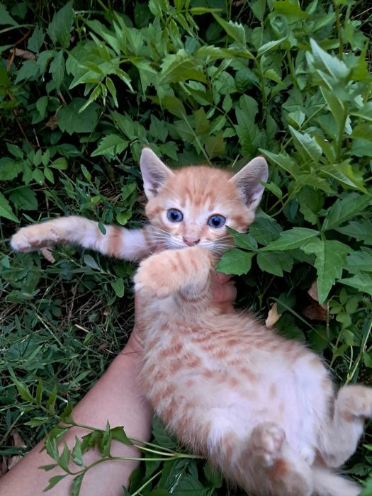 Puiuți de pisică spre adopție