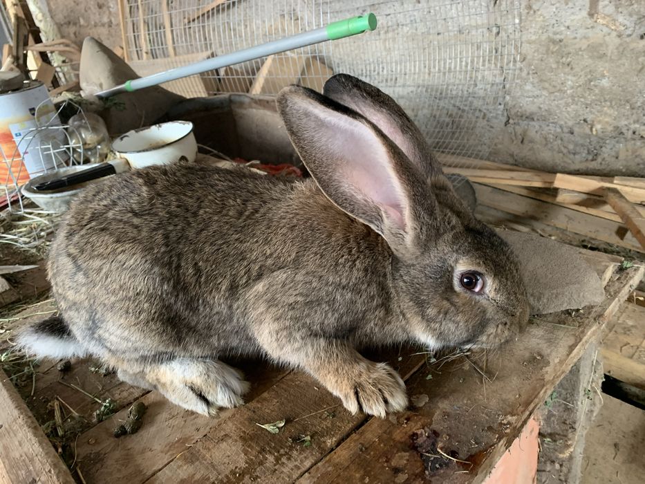 Кролики породы Фландер
