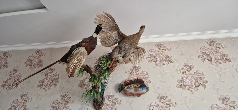 Продаются чучела 2 фазанов