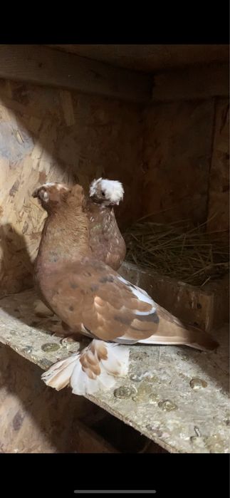 Голуби вольерные