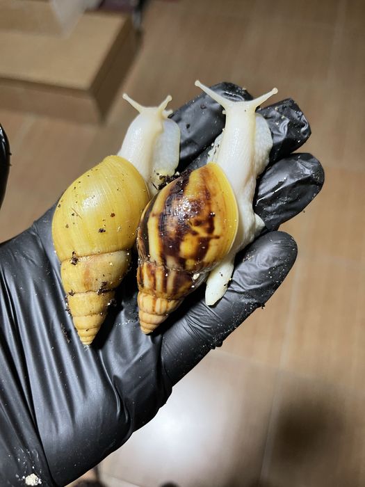 Ideal bogan Ulitkala sotuvda borr