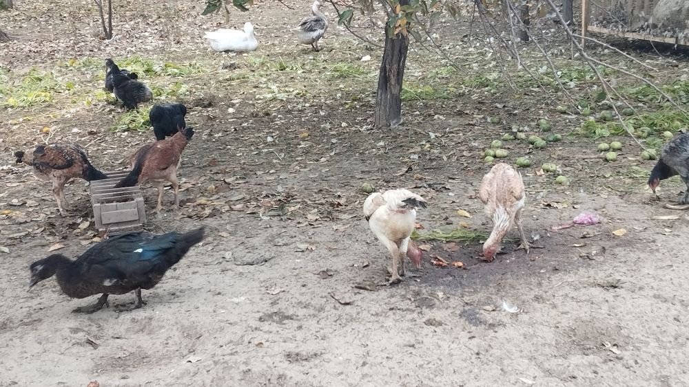 Продам курей хорошие лини