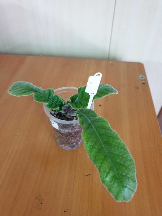 Стрептокарпус  Сорт Афродизиак (Детка)