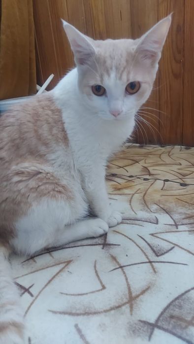 Котики ласковые :3
