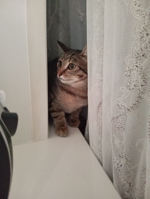 Отдам в добрые руки кошечку