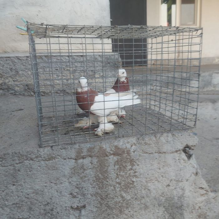 Капкан пара гатовый