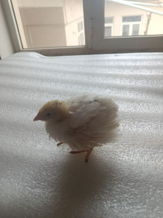 Бедана жужалари белый гигант 15 кунлик